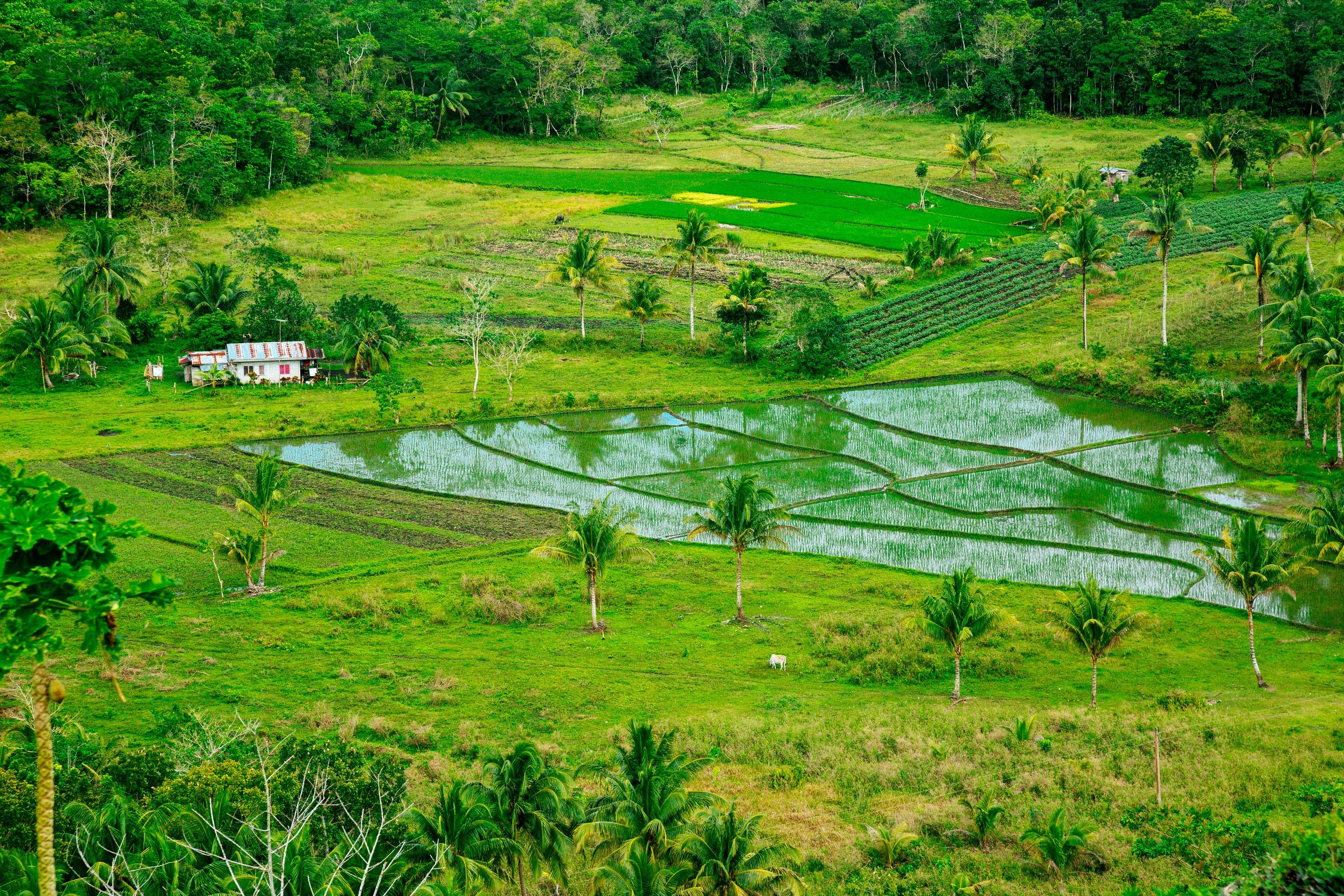 ボホール島のホテル フィリピンのボホール島にある1 031軒の格安ホテルのお得な宿泊プラン