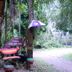 屋外の景色