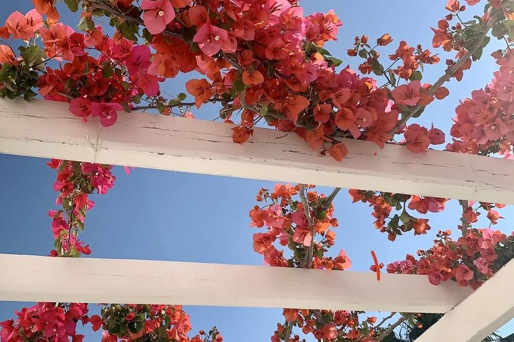屋外の景色