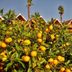 屋外の景色