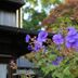 屋外の景色