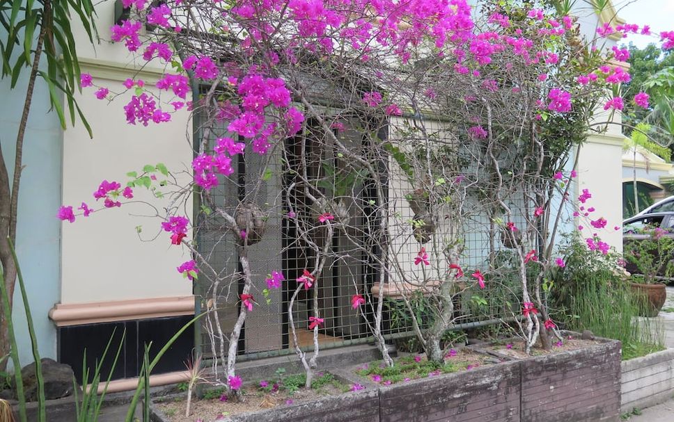 屋外の景色 写真