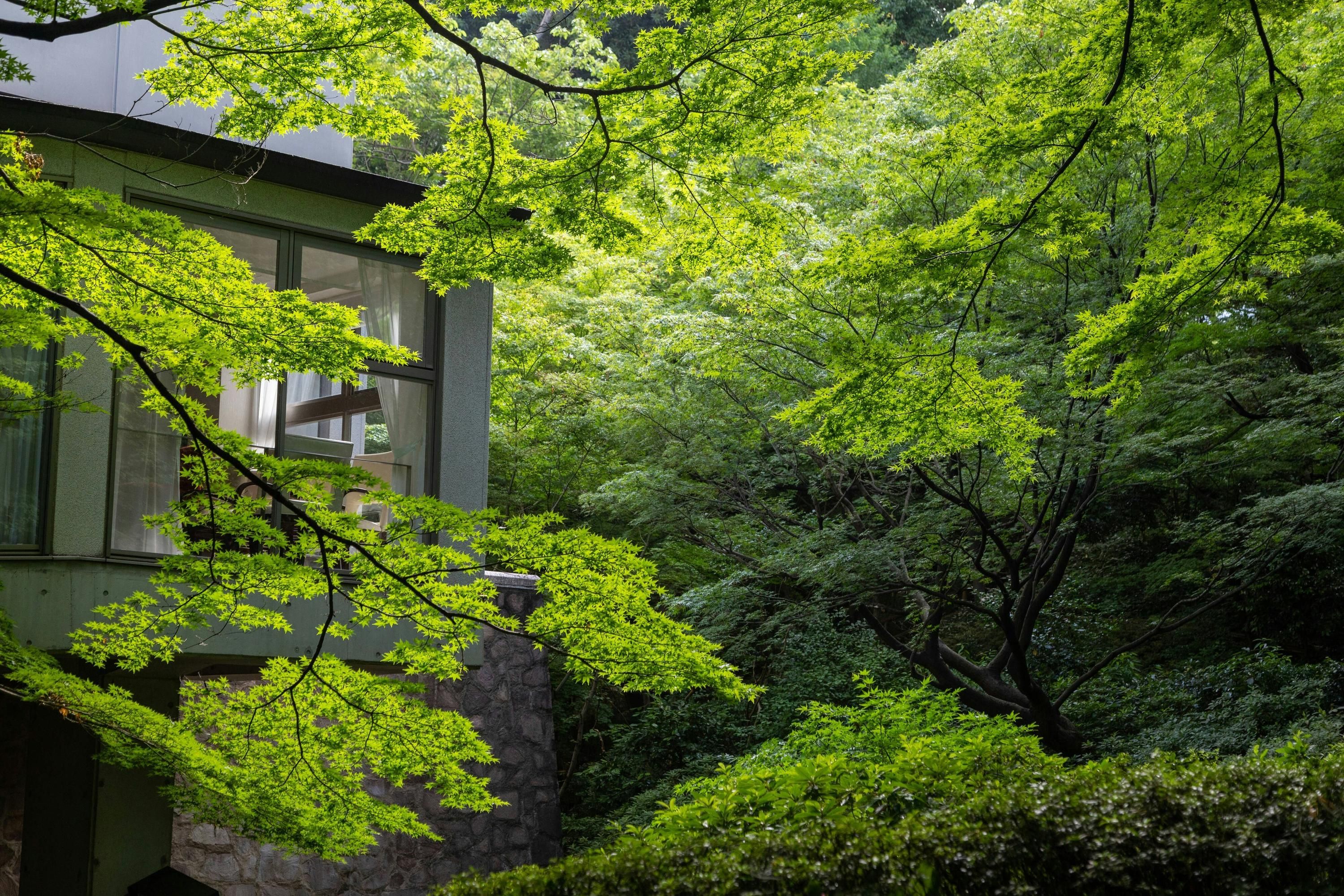 屋外の景色