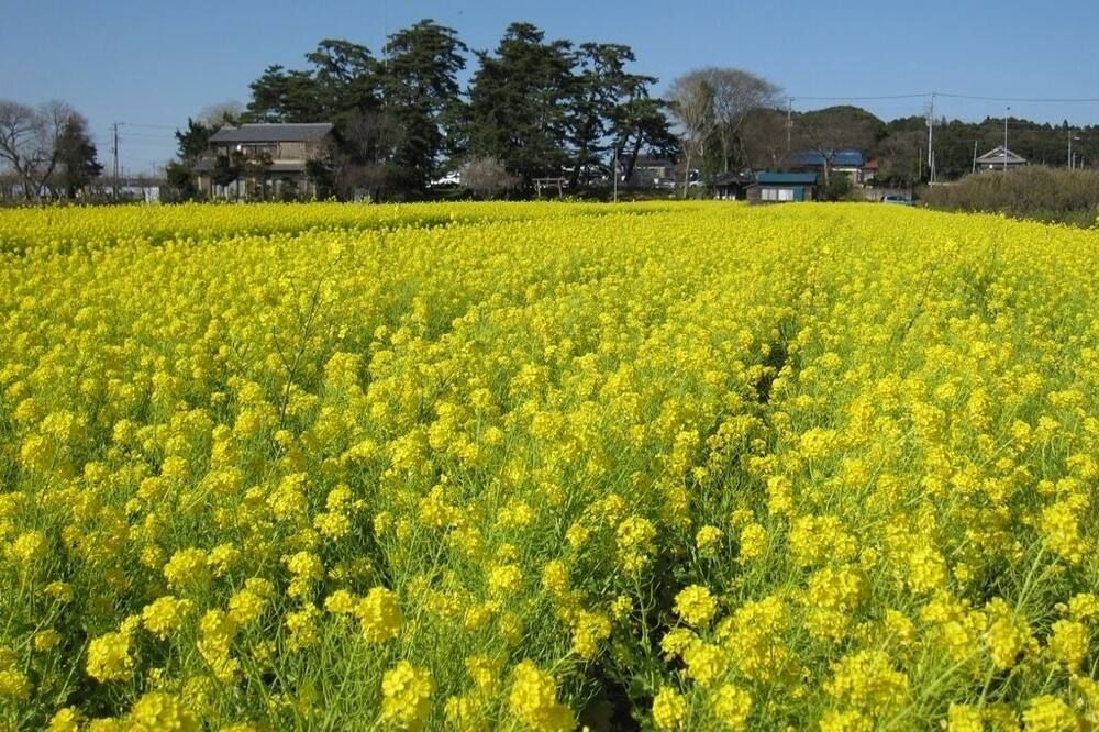 屋外の景色