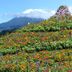 屋外の景色