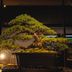 屋外の景色